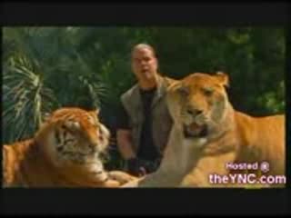 Liger
