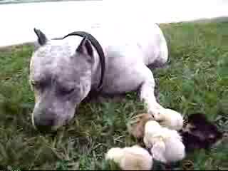 Pit Bull i kurczaczki