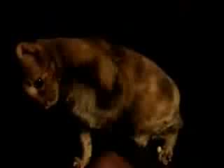 cats demon
