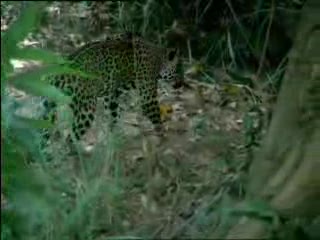 Jaguar vs Dzika Swinia