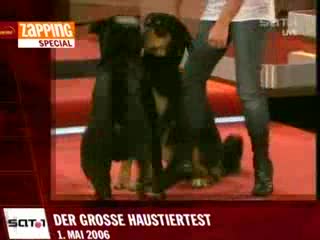 Zwierzaki i Wpadki na Antenie.flv