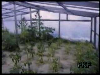 Polska Kronika Filmowa - Marihuana