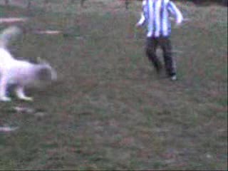 human vs dog