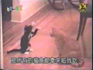 cat fight