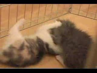 Koty - The Cat Diaries cz. 2 z 14