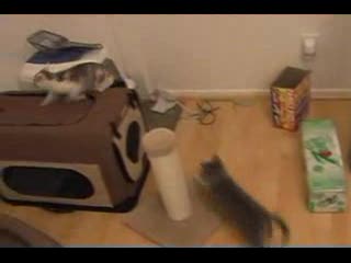 Koty - The Cat Diaries cz. 3 z 14