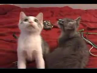 Koty - The Cat Diaries cz. 4 z 14