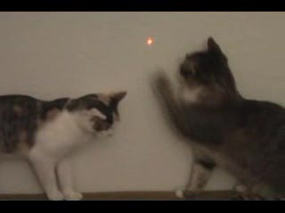 Koty - The Cat Diaries cz. 11 z 14