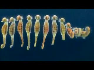 The Chemical Brothers - The Salmon Dance