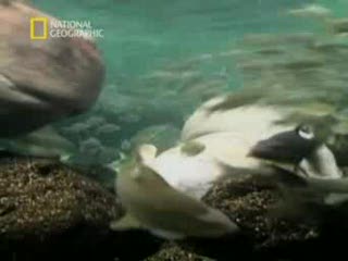 National Geographic - Niezwykle ujecia (1)