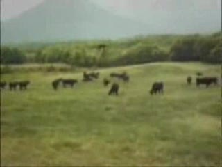 ufo porwało krowe
