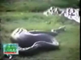 Wąż pożera hipopotama