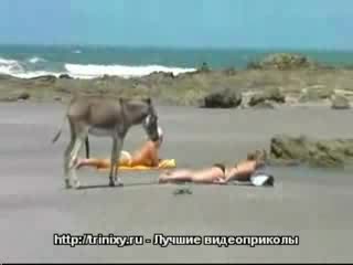 zboczony zwierzak