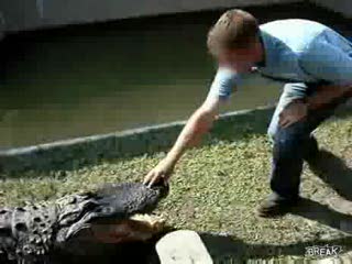 Aligator odgryzł mu dłoń