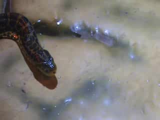 Wystawa Anaconda