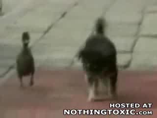 Przyjaciel Pies