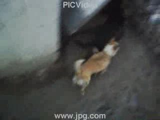 tegie.jebaki