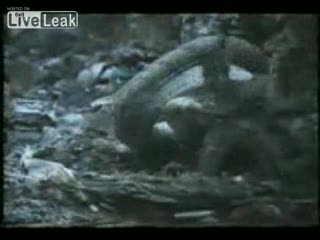 Turantula attacks Snake in attempt to eat