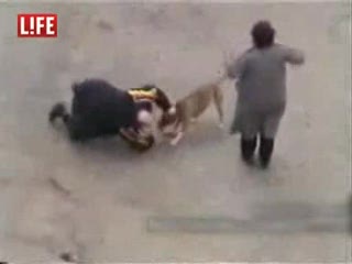 Pit Bull Atakuje Rosyjskiego Policjanta