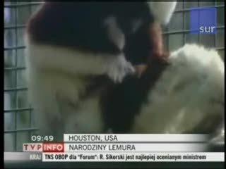 Mały lemur gwiazdą mediów