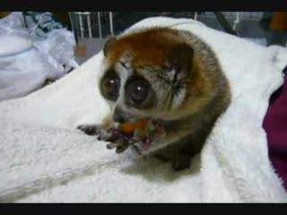 Najsłodszy lemur jakiego widziałem :D