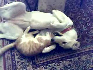 pies z kotem x
