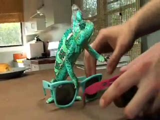 Chameleon zmiana koloru