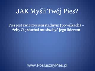 Szkolenie Psów 1/2
