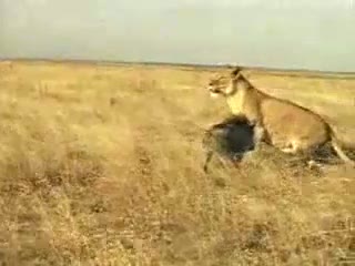 Guziec atakuje lwa
