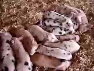 Very Funny Sleeping Baby Pigs React To Sounds !!!