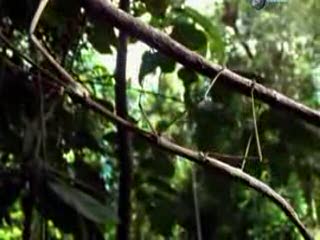 Discovery Channel - Najstraszliwsze Robale Swiata I - Lektor PL 4/5