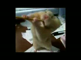Hungry Hamster / Głodny Chomik