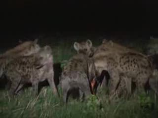 Najlepsze Filmy National Geographic 2/6