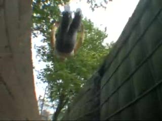 Amazing Super-Human Stunt Man