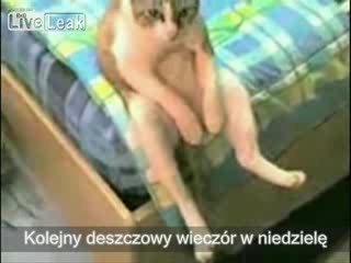 Załamany kotek