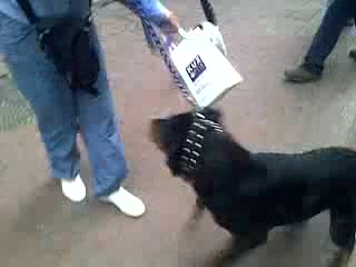 Kot vs Rottweiler
