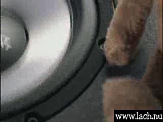 Woofer Knufles - Reklama Blaupunkta