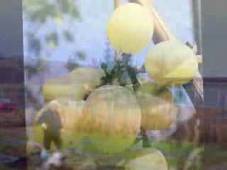 Winnica Maria - \