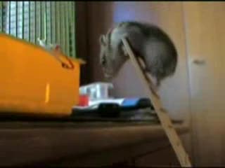 Chomik i syzyfowa praca