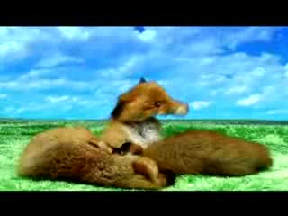 Reggae Rabbits - Idzie Lisek