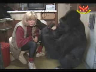 Koko - Goryl, który używa języka migowego