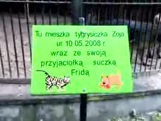 Pies Z Tygrysem xxx
