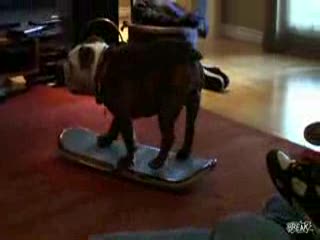 Pies & gra na Wii