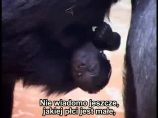 Cud narodzin w węgierskim zoo