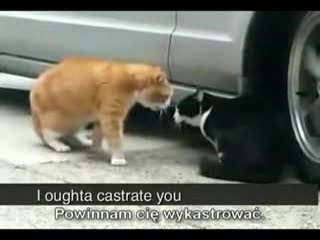 Koty też zdradzają:) Smieszna interpretacja