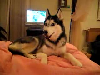 Pies Husky mówi : 