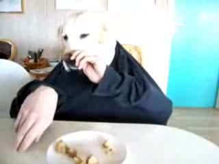 Labrador z ludzkimi rękami