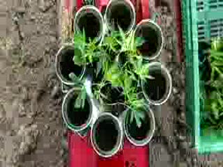 Green Goddess fajny teledysk