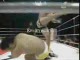 Mirko Crocop