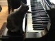 pianista.kotek